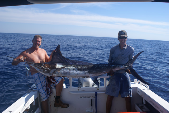 ANGLER: Cliff Cole  SPECIES: Striped Marlin WEIGHT: 80 Kg LURE: J.B. Soury Little Dingo